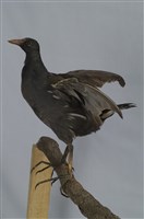 藏品(紅冠水雞)的圖片